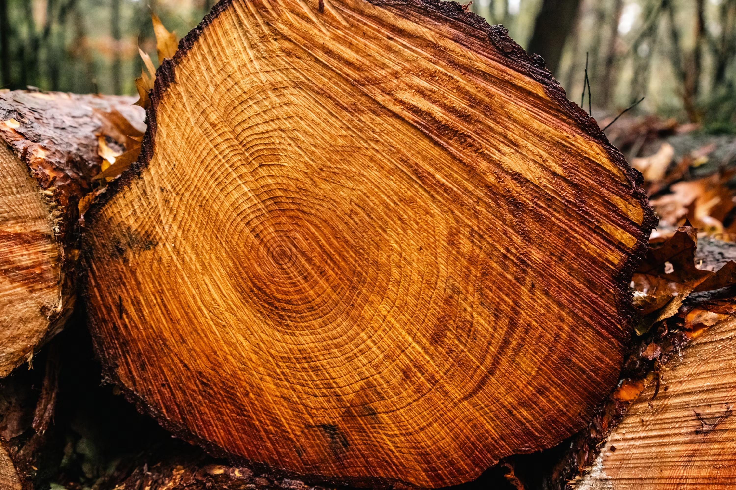 Cross-section of a freshly-cut tree trunk, showing dark heartwood, lighter sapwood, growth rings, and bark.
