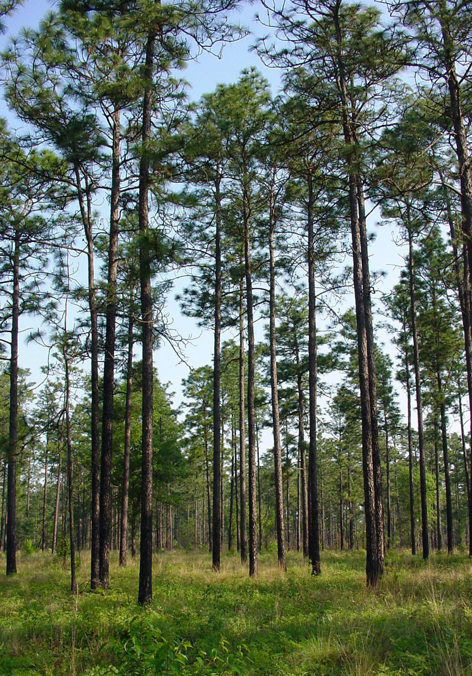 A mature longleaf pine savanna