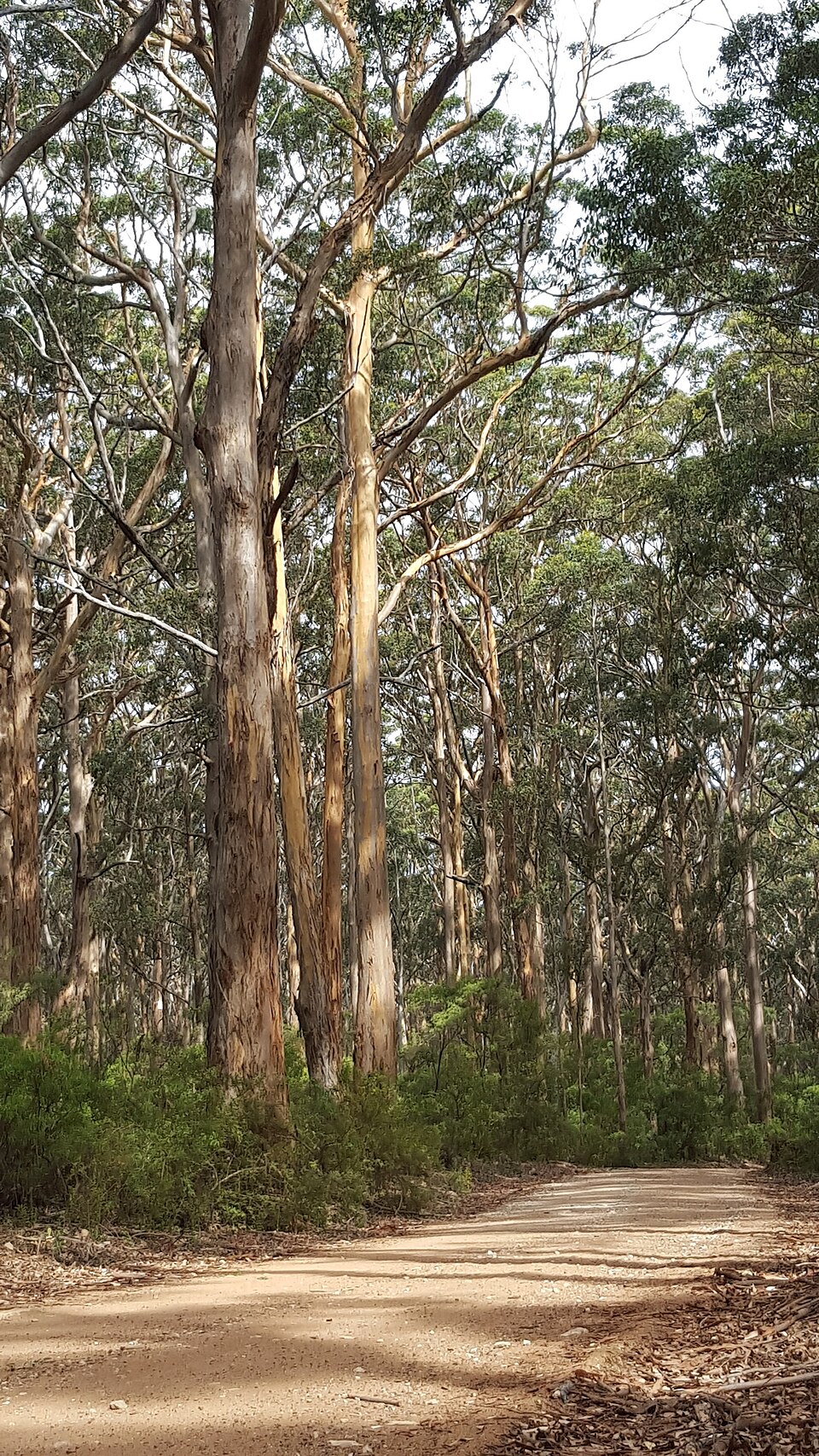 A mature karri forest in Western Australia