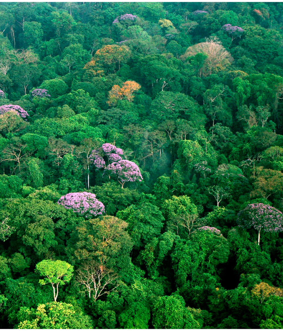 Tropical rainforest canopy, Barro Colorado Island, Panama