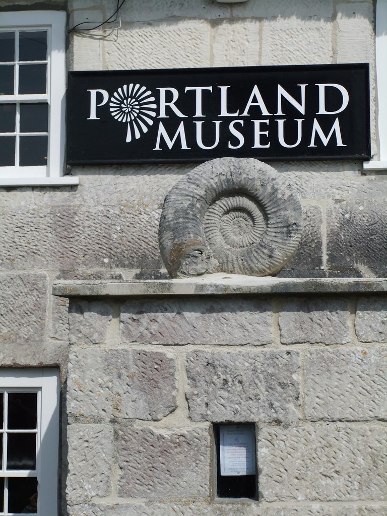 Macro of an ammonite fossil in cut limestone