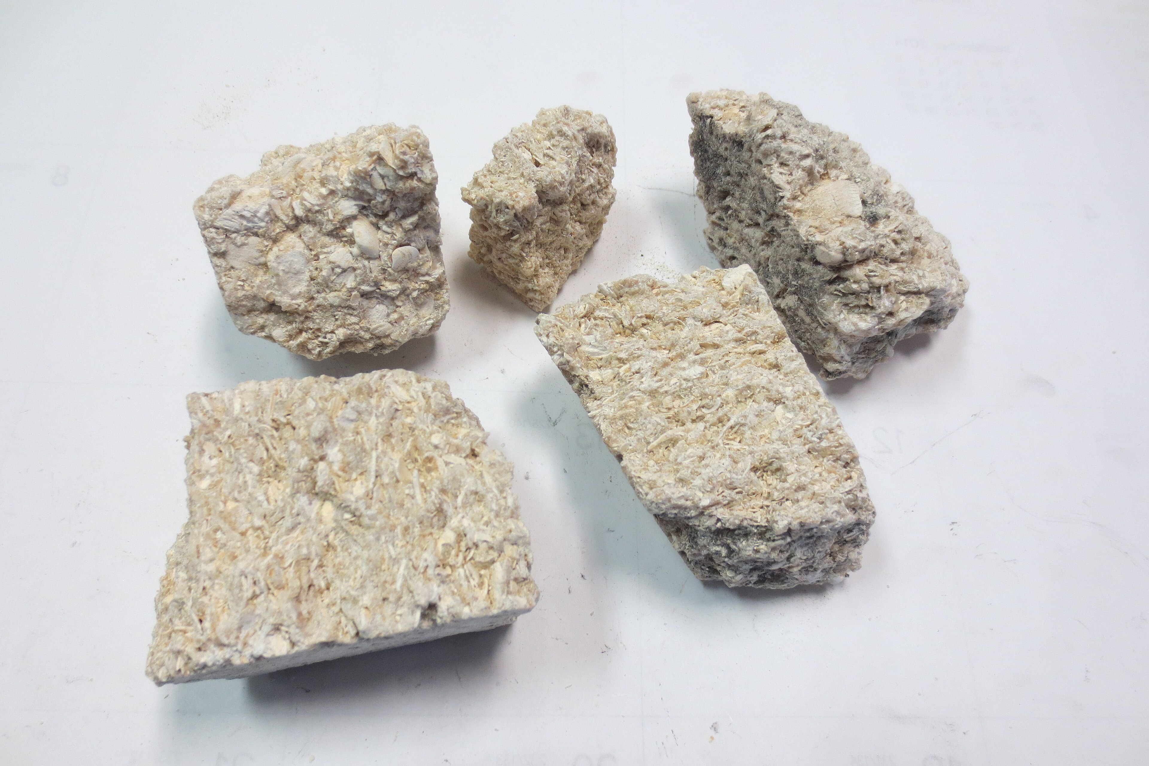 Side-by-side samples of different limestone types