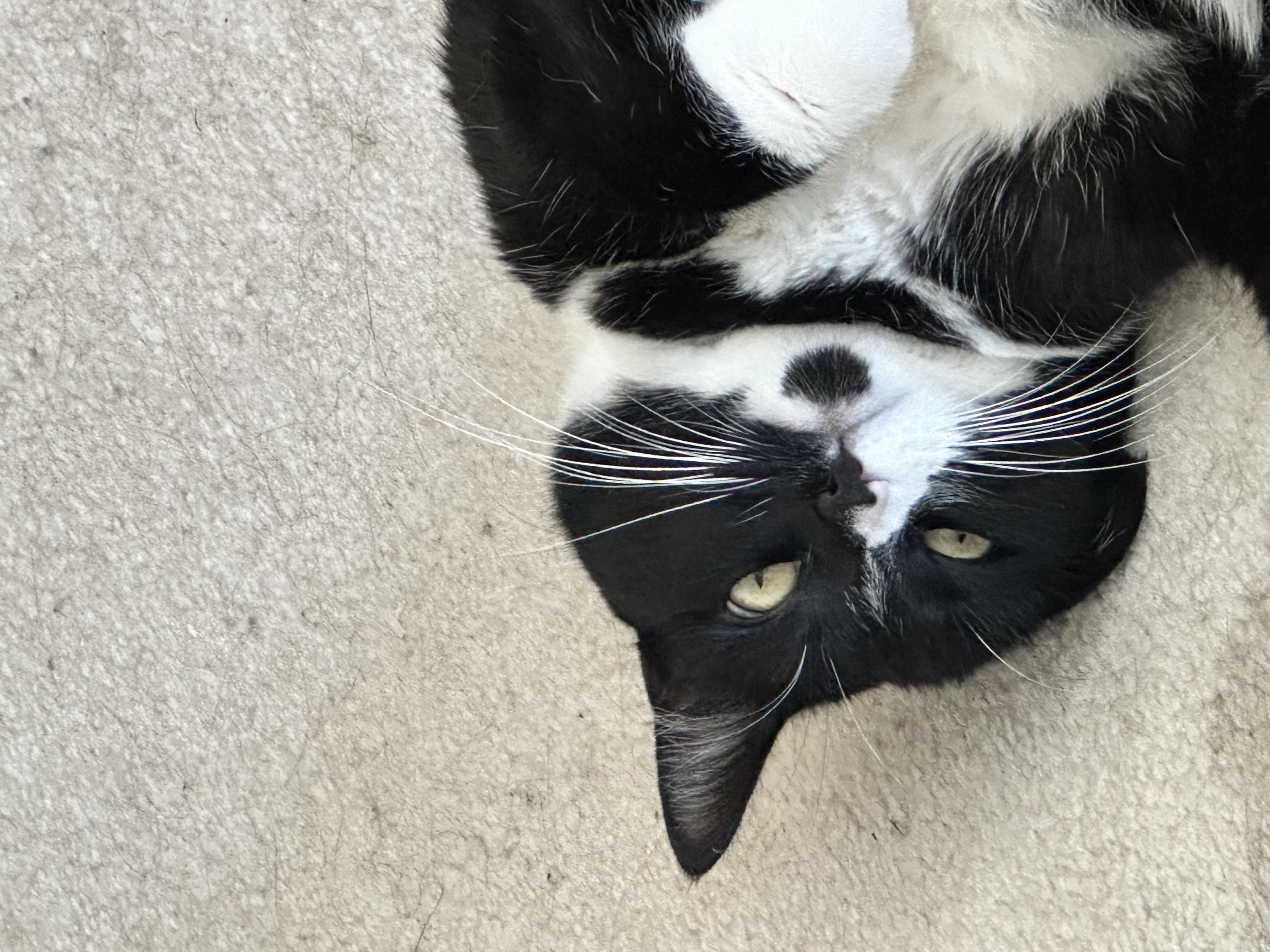 Sombra the cat