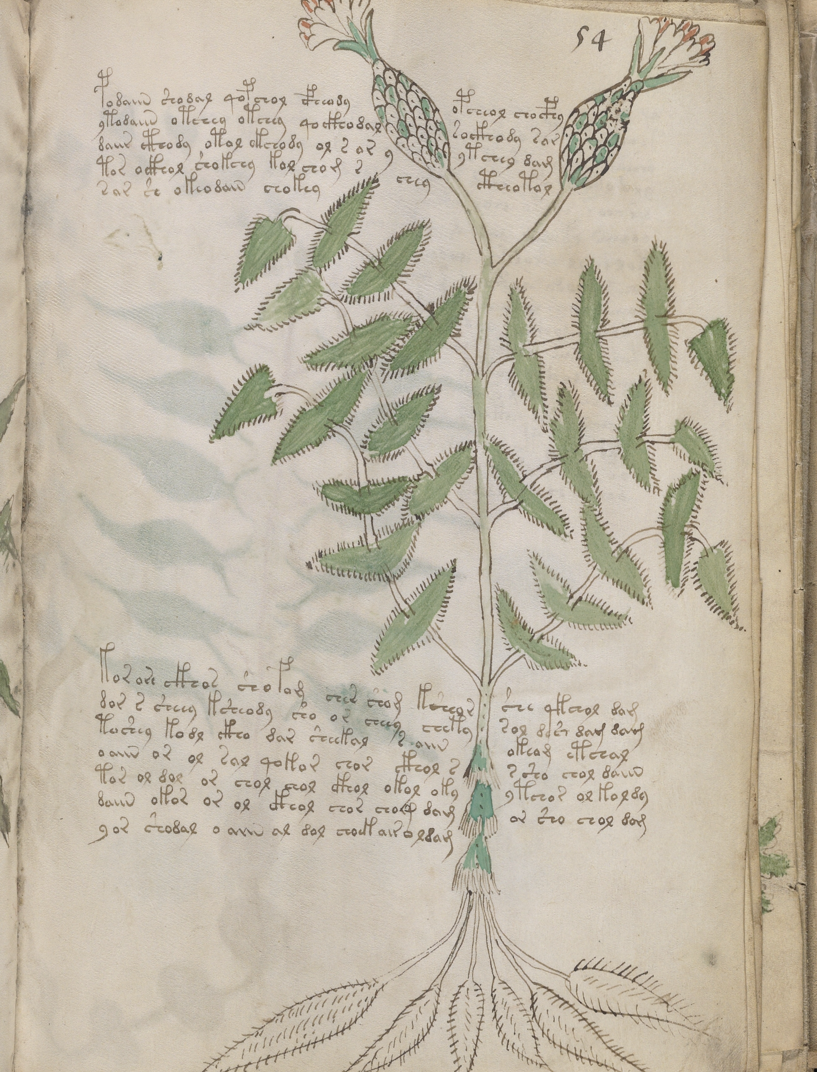 Folio 54r from the Voynich Manuscript showing the decoded passage